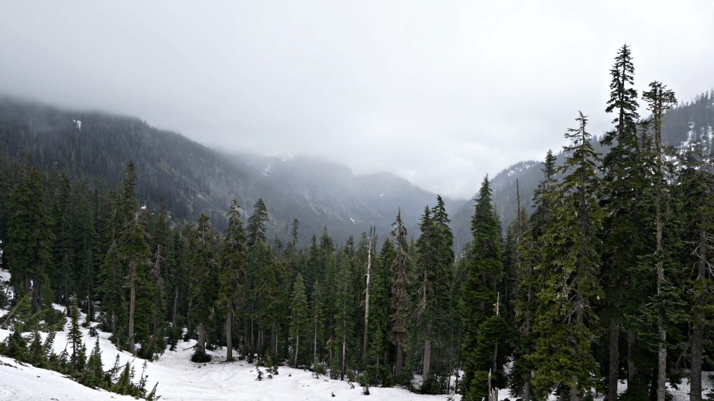 snow and trees snow lake trail